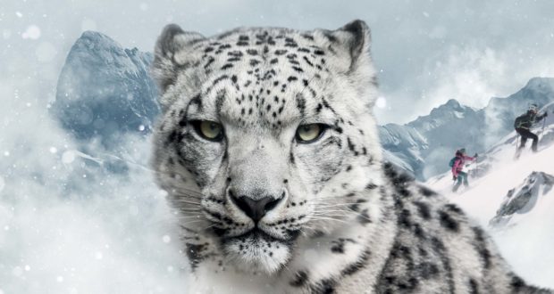 Snow Leopard Day