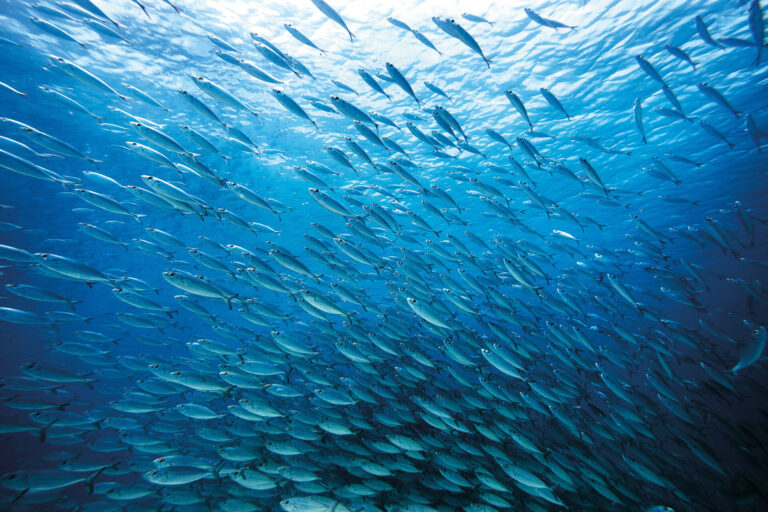 Patagonia Oceano
